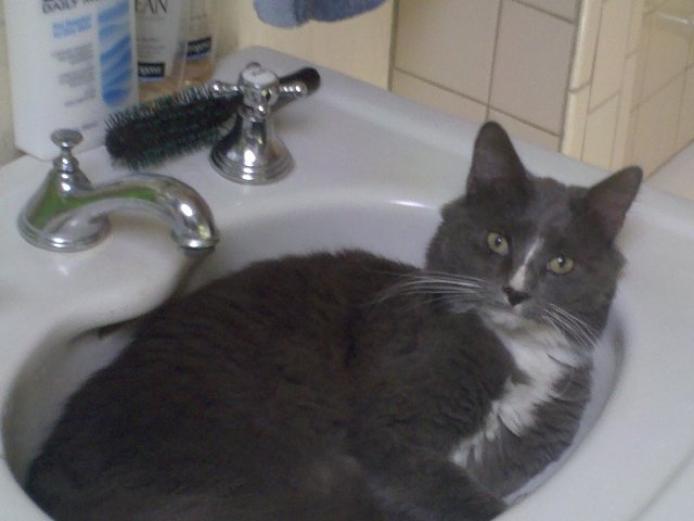 Wendy writes, Beans is too lazy to do it himself, but this is one of his favorite nesting places in thehouse.