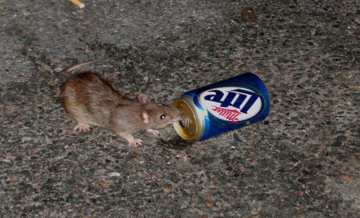 beer_rat