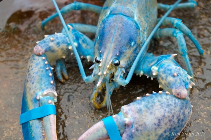 American Lobster, Homarus americanus