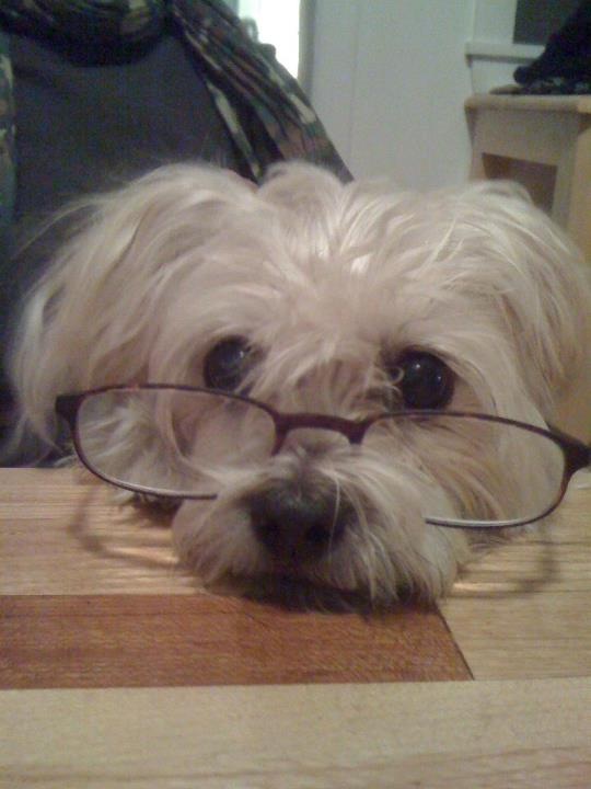 Brenda Davis's Maizy