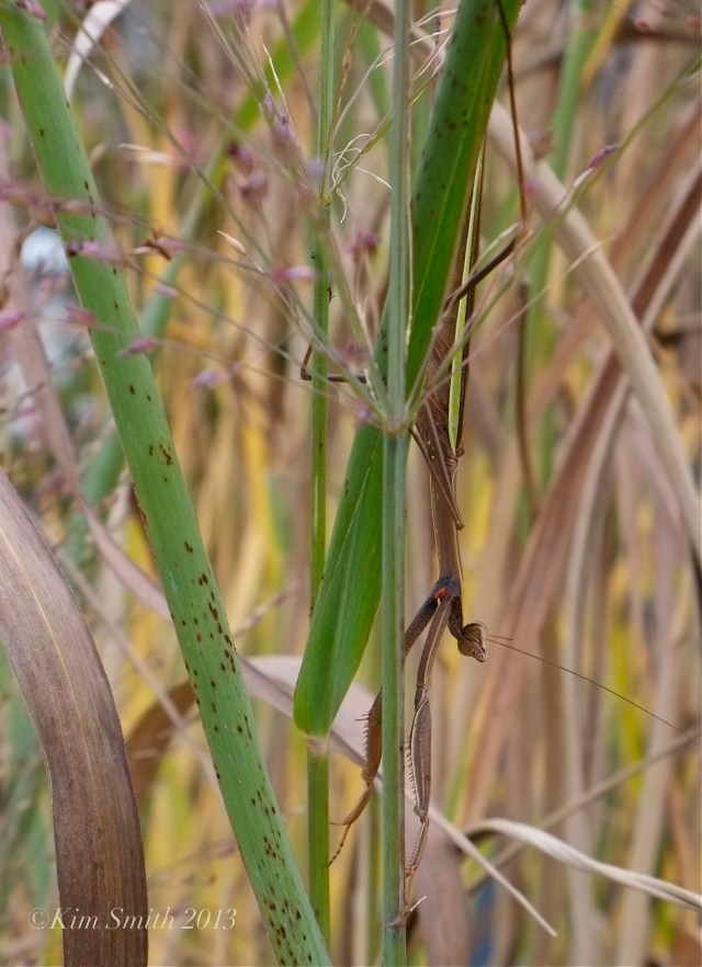 Chinese Mantis Tenodera aridfolia sinensis -2 ©Kim Smith 2013. copy