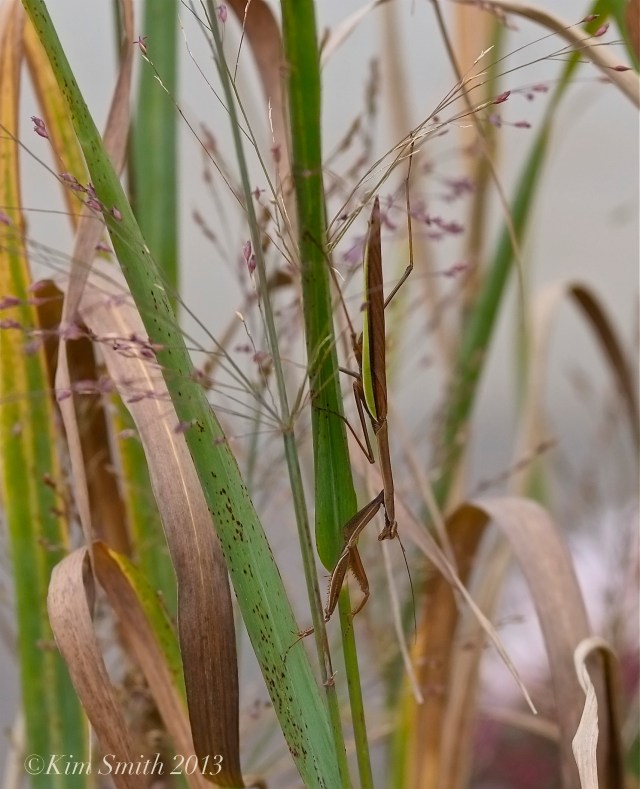 Chinese Mantis Tenodera aridfolia sinensis ©Kim Smith 2013 copy