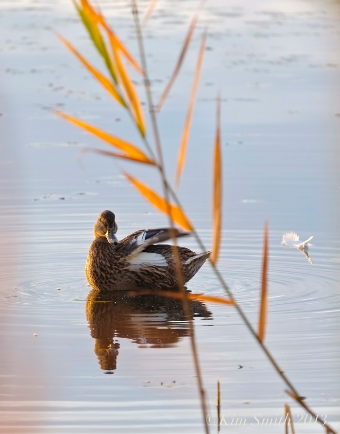 Female Mallard Duck Niles Pond Gloucester ©KIm Smith 2013 copy