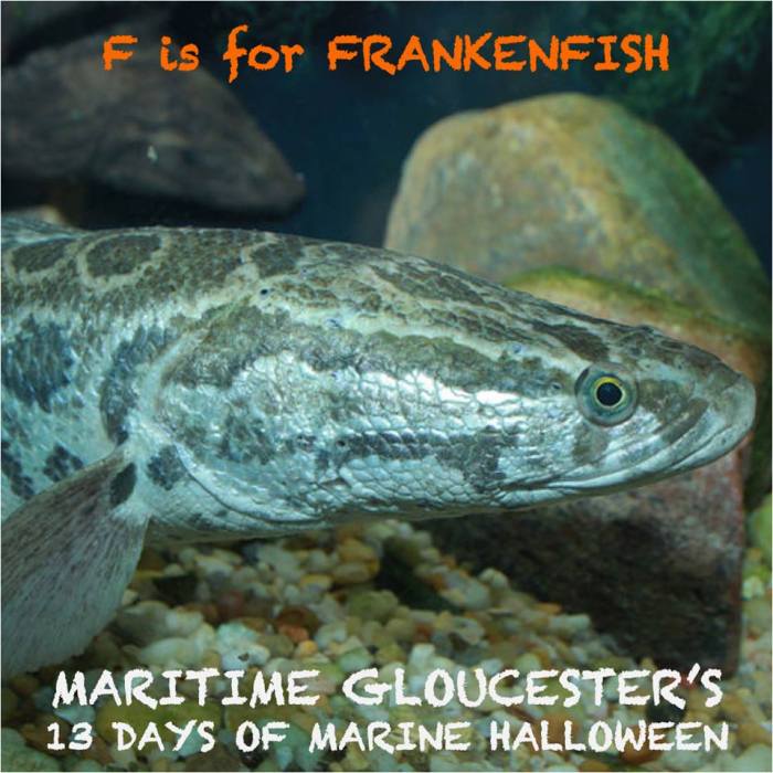 franken fish