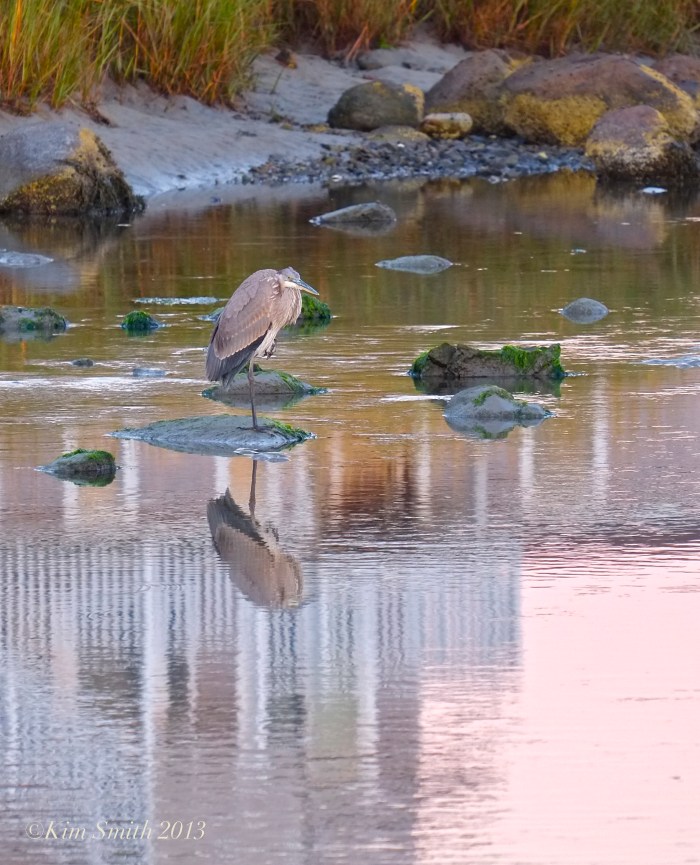 Great Blue Heron ©Kim Smith 2013