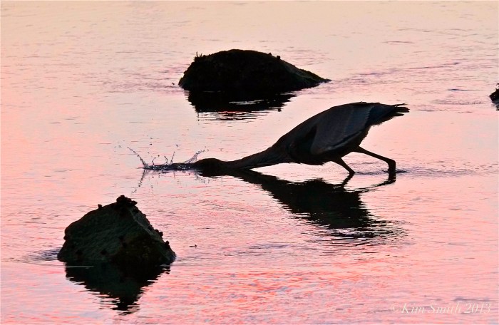 Great Blue Heron catching minnow @Kim Smith 2013