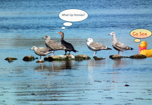 THEYREVERSEDTHECALL!!! HELETTHEBALLDROP!!! OMG OMG OMG!!! Go Sox. THEYREVERSEDTHECALL!!! HELETTHEBALLDROP!!! OMG OMG OMG!!! Go Sox.