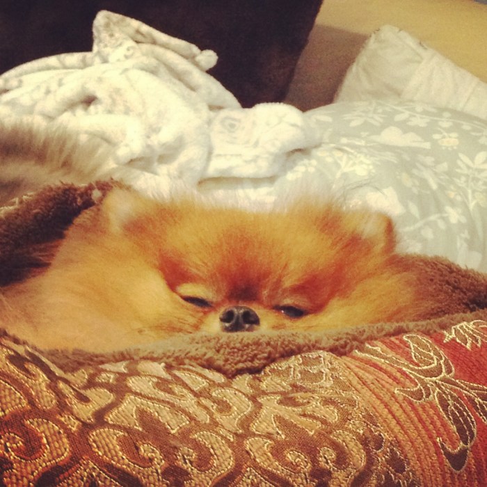 Hannah Willey's Pet's Selfies