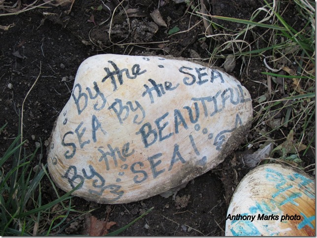 Seashell Found By The Seashore