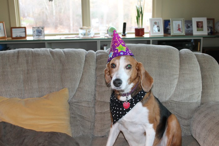 Donna Ardizonni's Rosie at Riley's Bday Party