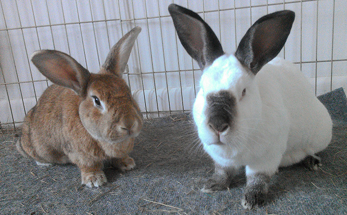 Lily and George submitted by Allison