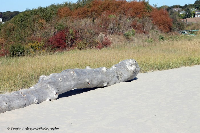 October 1, 2013 Driftwood looks like a sea creature