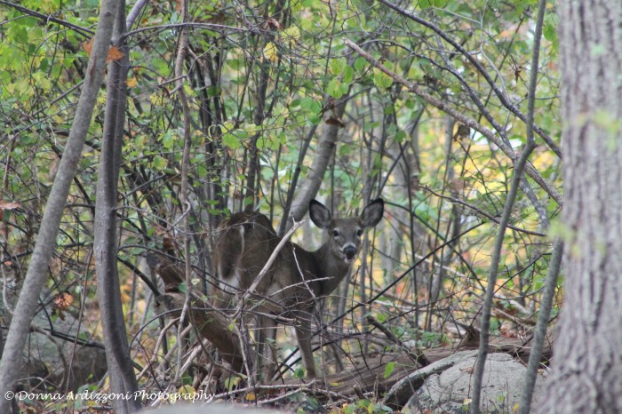October 22, 2013 in the backyard