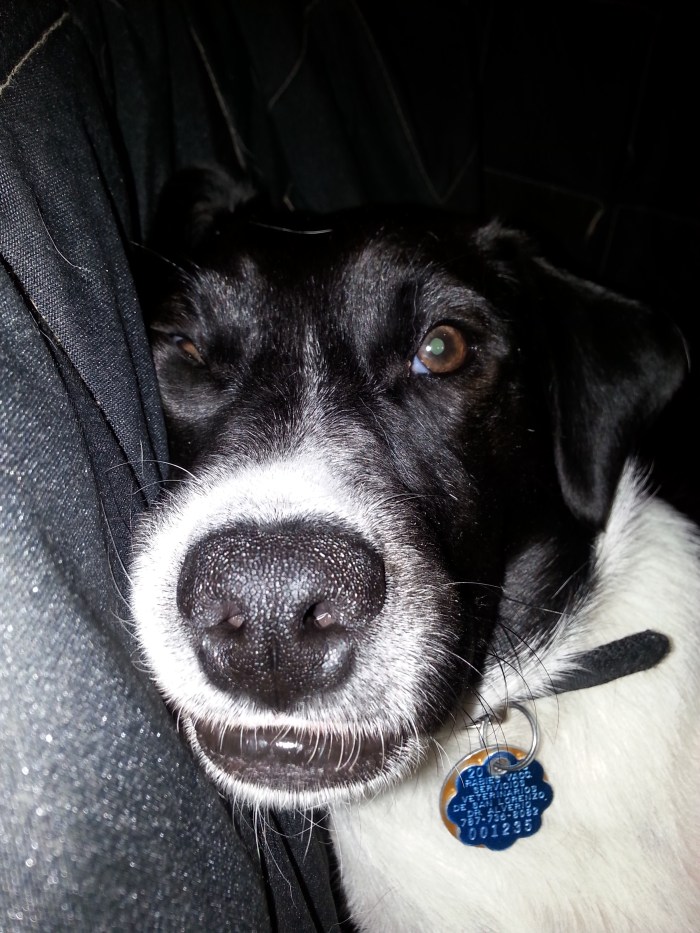 Pepper from Renate Paster-Pusch