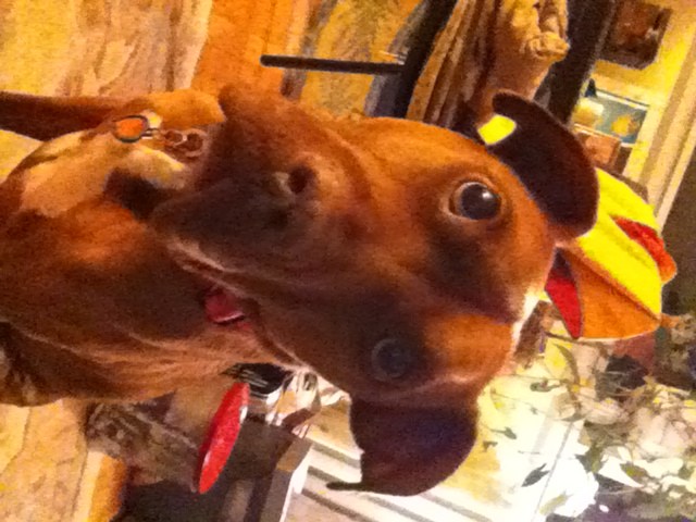 Rita Stapulonis sends in La Dolce