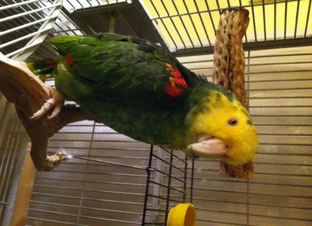 An d last, but not least is Rita Stapulonis's Napu