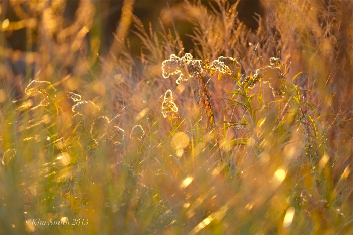 Seaside Goldenrod in the Wind Good Ha ©Kim Smith 2013rbor Beach Gloucester