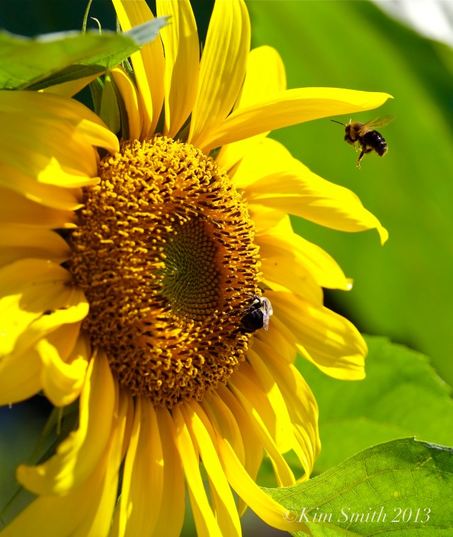Sunflower and bee ©Kim Smith 2013