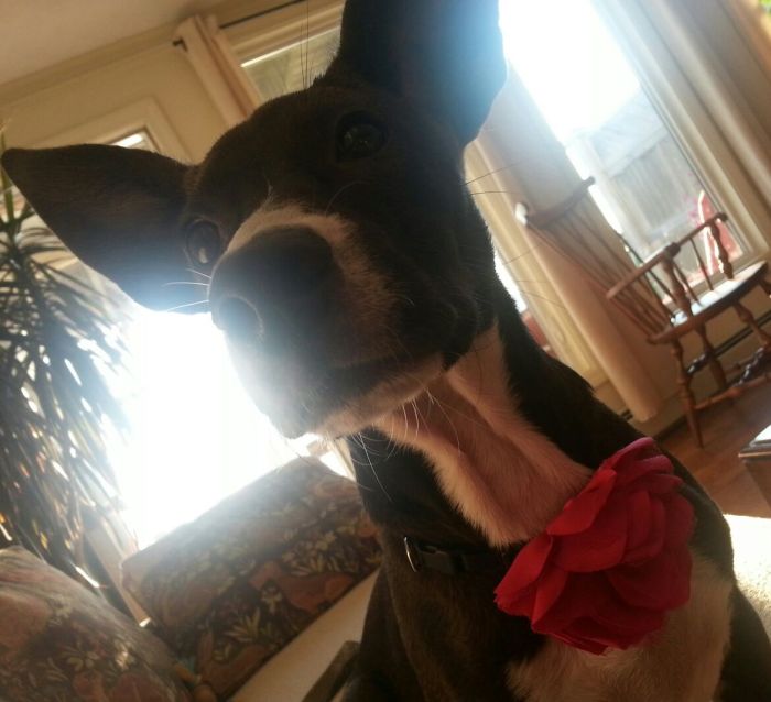 Puppy Lola sent in by Wendy Whalen