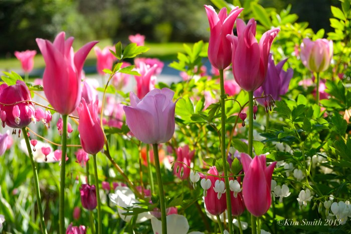 Willowdale estate Events tulips May wedding ©Kim Smith 2013JPG