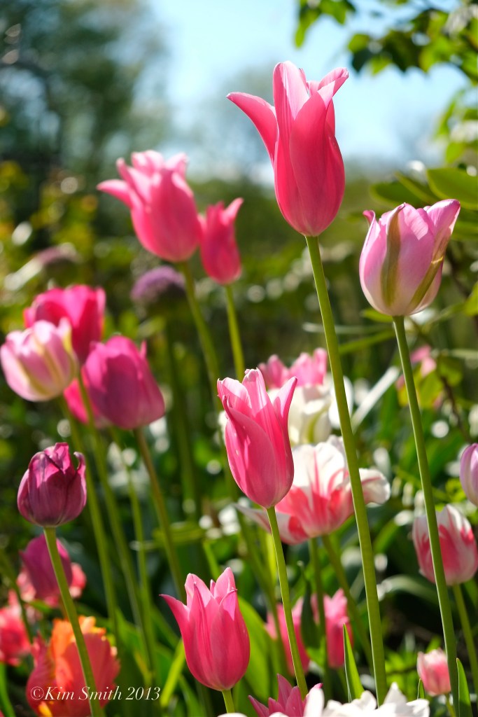 Willowdale estate events venue boston tulips ©Kim Smith 2013 copy