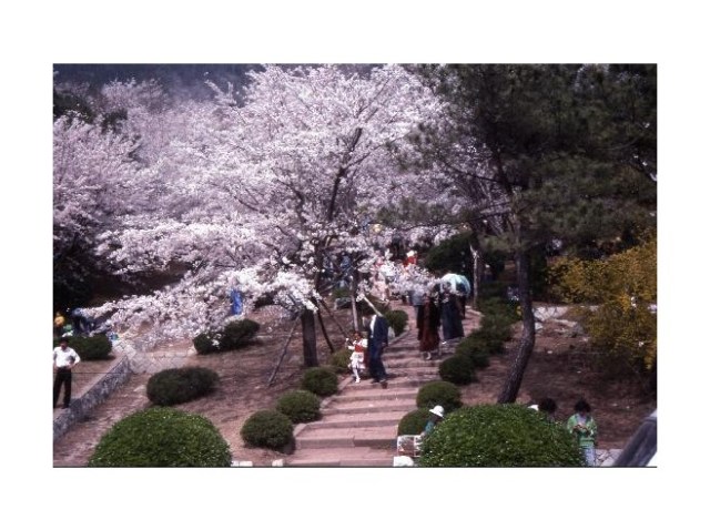 3184061 Chinhae Cherry Blossom time the mountain overlooking the city quite a few steps up