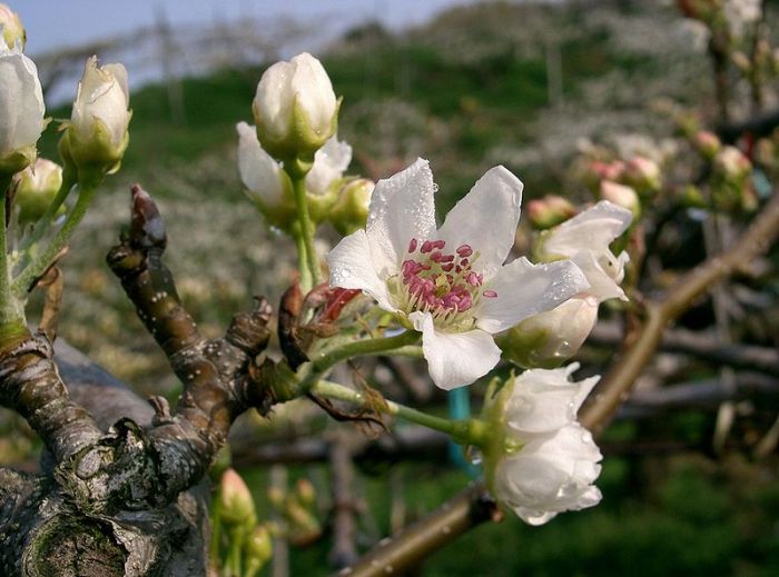 800px-Pyrus_pyrifolia_var_culta2