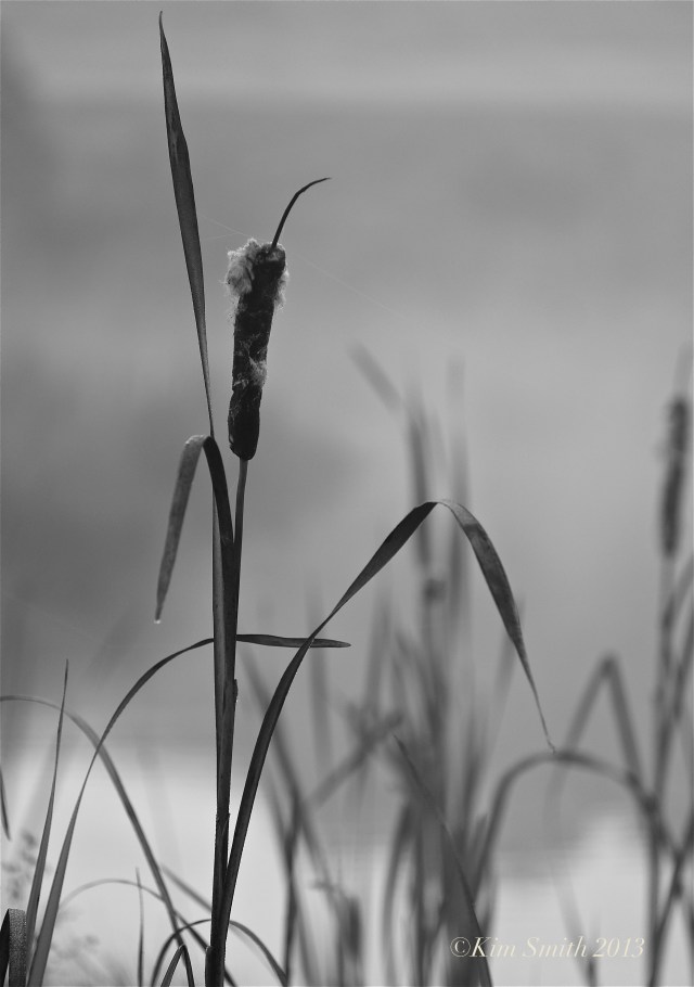 Bass Rocks Golf Club Cat-tails ©Kim Smith 2013. copy