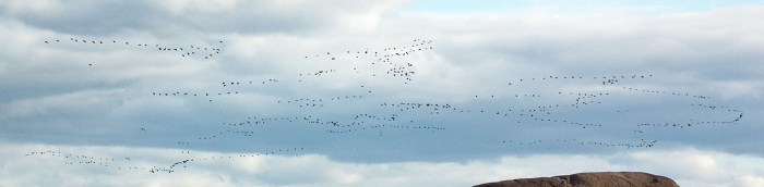 big flock of birds2