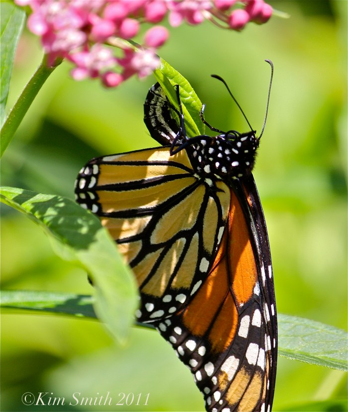 Female Monarch Egg Marsh Milkweed ©Kim Smith 2013JPG