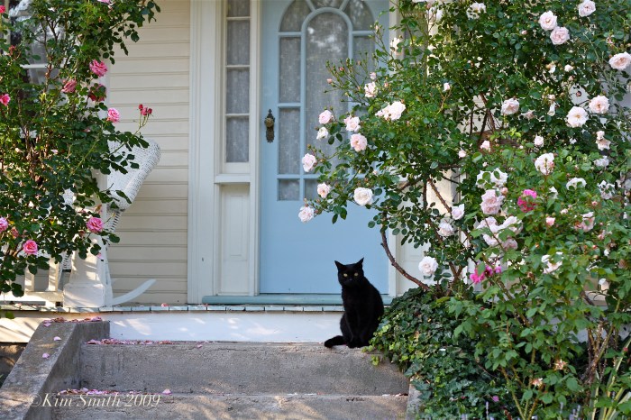 Front Door Cosmos Kitty ©Kim Smith 2009