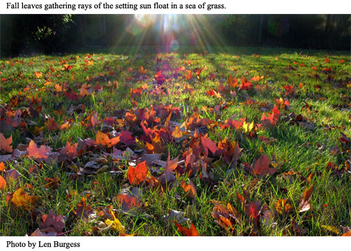 len burgess fall leaves