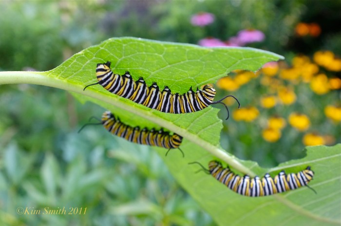 Monarch Caterpillars Feeding on Common Milkweed ©Kim Smith 2011