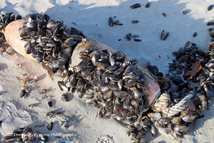 November 14, 2013 mussells on a buoy
