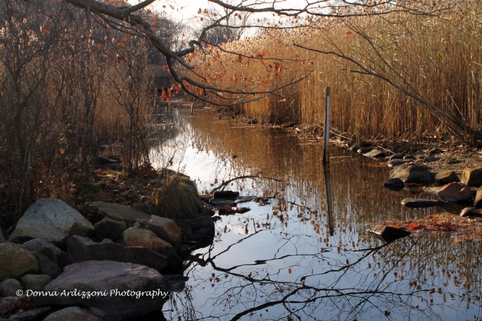 November 14, 2013 Stream from Clark Pond