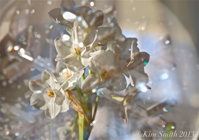 Paperwhites ©Kim Smith 2012 copy