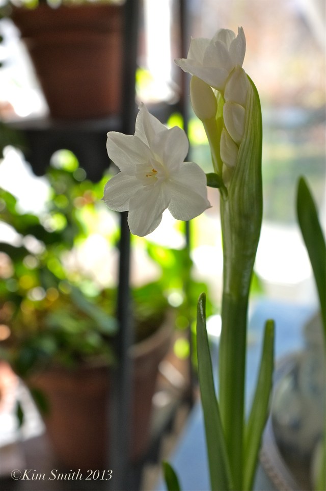 Paperwhites ©Kim Smith 2013 copy