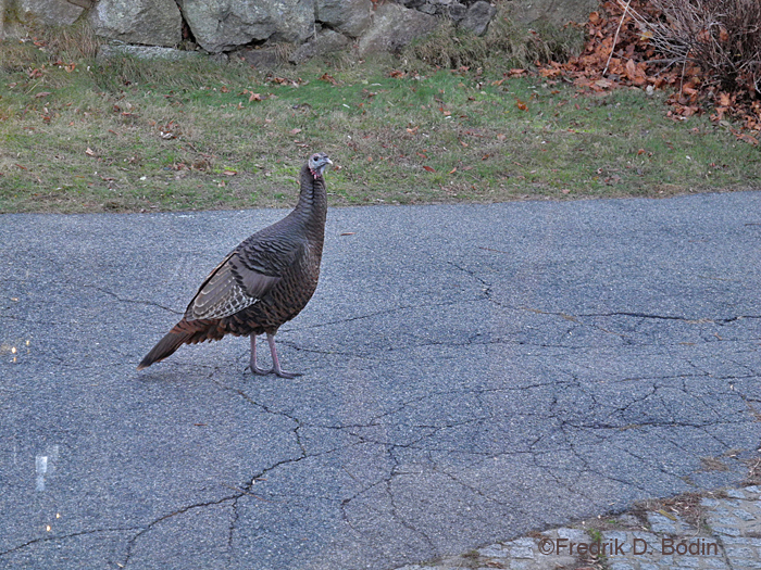 We were invited to Judy and Ray's Thanksgiving dinner near Plum Cove. Eight birds entered the back yard and Tom and I went outside to take photos, but the turkeys headed for the woods. That may be because Tom was wearing a cook's apron, which scared the daylights out of them. Later, when I saw them travel around the other side of the house, a took a few shots thru the windows. I call this one: "The Turkey we didn't eat." The meal was delicious, and the guest of honor was a neighbor 100 years old.