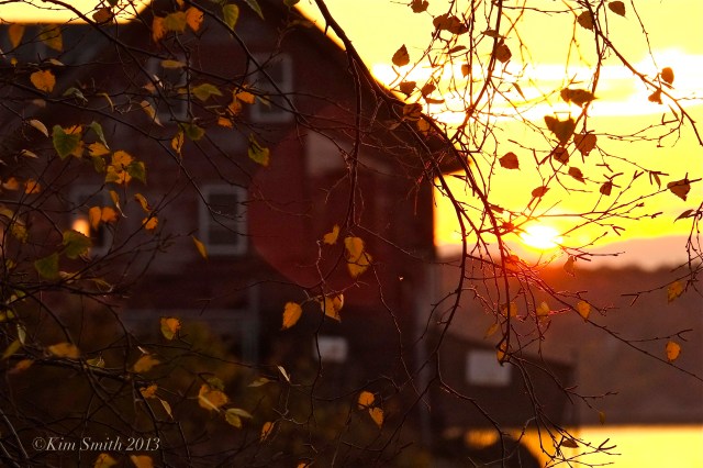 Veil of Birch Leaves Paint Factory -3 ©Kim Smith 2013