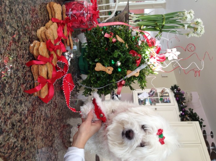 Coconuts Favorite Italian Dog Cookies (23)