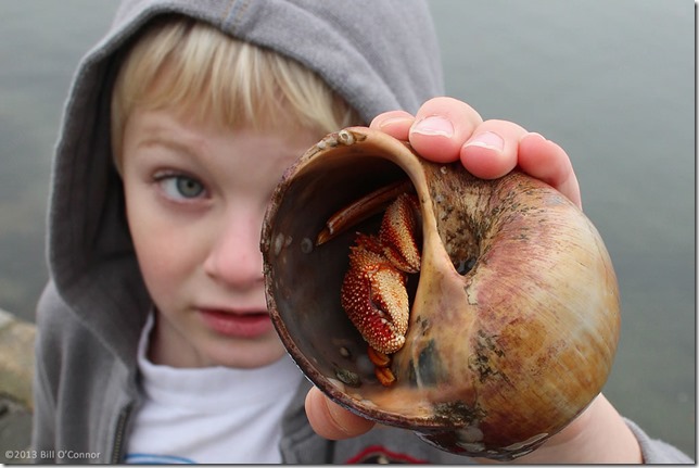 Giant_Hermit_Crab_01