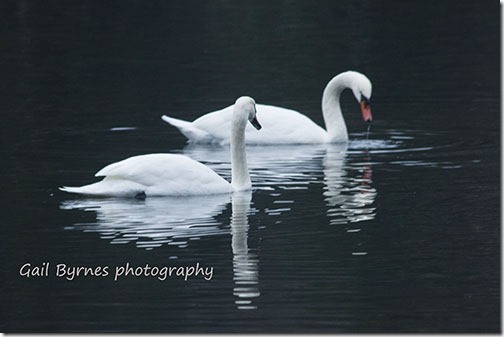 _MG_4556 small and sign