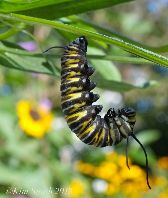 Monarch Caterpillar milkweed -2 © Kim Smith 2012