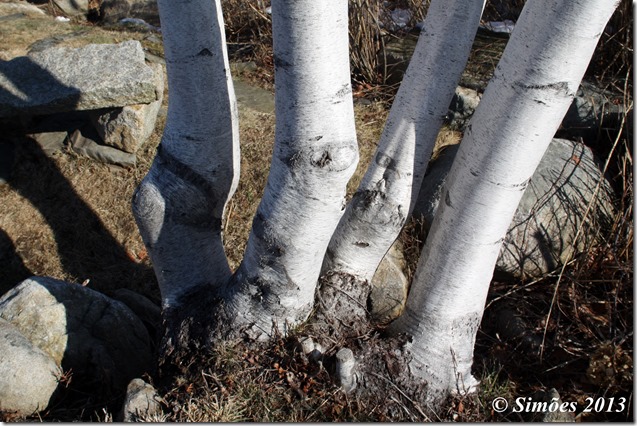 Horse Legs Birch Trees – Good Morning Gloucester