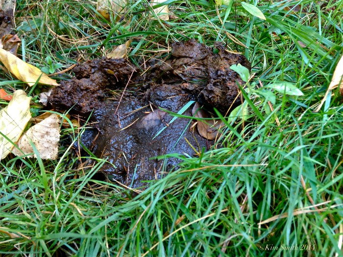 American Black Bear Pooh ©Kim Smith 2014 copy