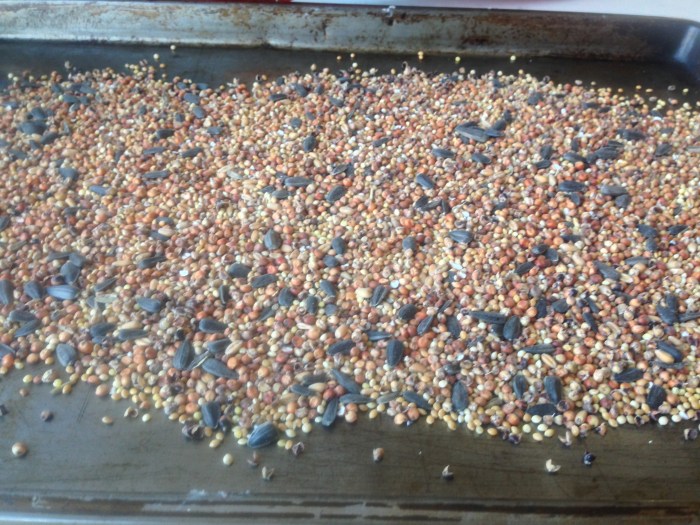 bird feeder and food reipe (26)