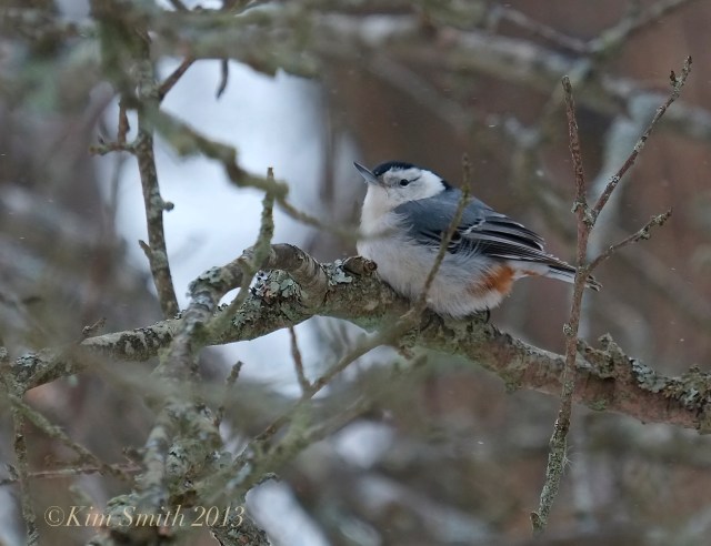 Black-capped Chickadee ©Kim Smith 2013