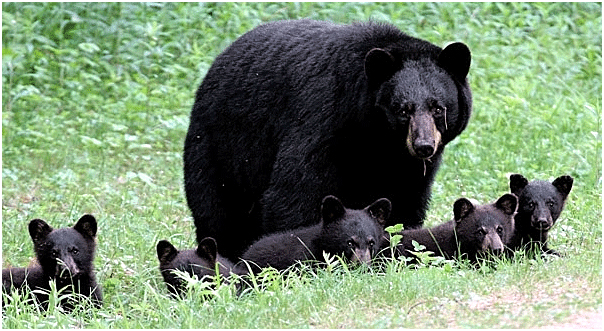 black_bear_w_5_cubs_nh_june_2007