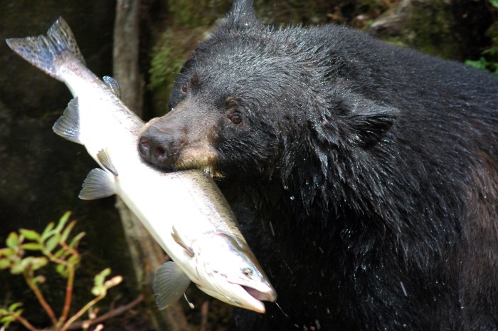 Black_bear_with_salmon