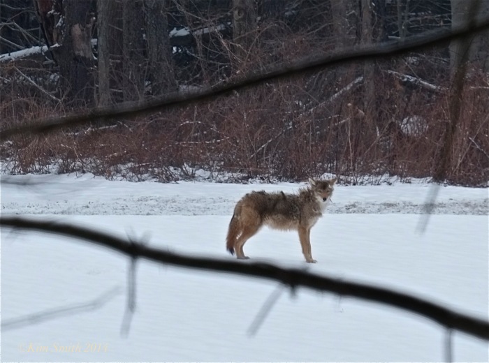 Coyote Massachusetts,canis latrans ©Kim Smith 2014
